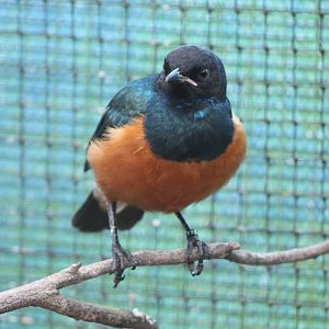 Superb starling young