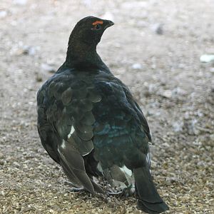 Black grouse
