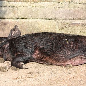 Pugwash sunbathing, 10th September 2014