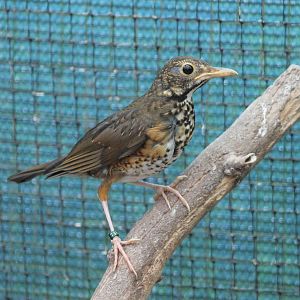Thrush ID