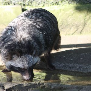 Raccoon Dog, 10th September 2014