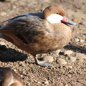 Bahama Pintail, 10th September 2014