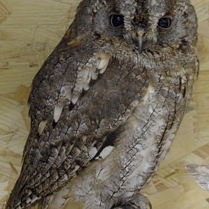 Eurasian scops owl