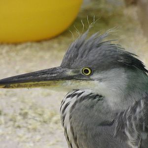 Grey heron