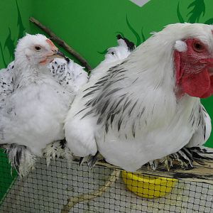 Brahma chickens
