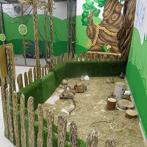 Rabbit exhibit