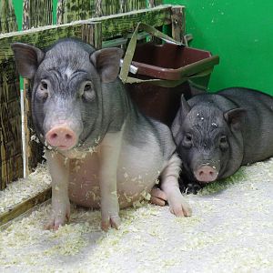 Potbelly pigs