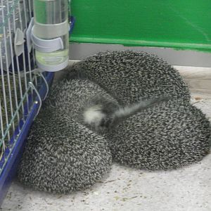 Northern White-breasted Hedgehogs family