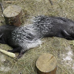 Indian crested porcupines