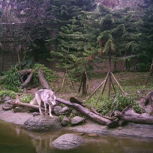 American Gray Wolf in 2006