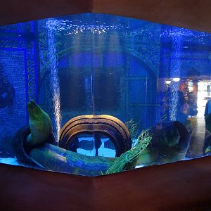 Moray Eel Exhibit at SeaWorld Orlando