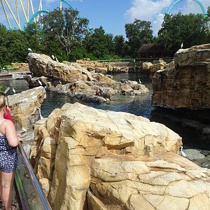 Pacific Point Preserve - Mixed Pinniped Exhibit at SeaWorld Orlando