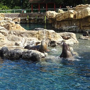 Pacific Point Preserve - Mixed Pinniped Exhibit at SeaWorld Orlando