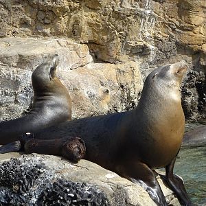 California Sea Lions at SeaWorld Orlando