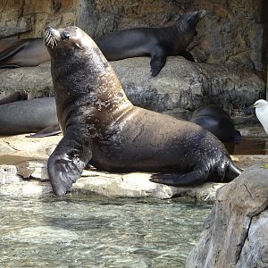 Bull Sea Lion at SeaWorld Orlando