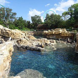 Pacific Point Preserve - Mixed Pinniped Exhibit at SeaWorld Orlando