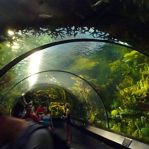 Underwater Tunnel at SeaWorld Orlando