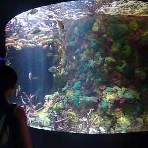 Porkfish Exhibit at SeaWorld Orlando