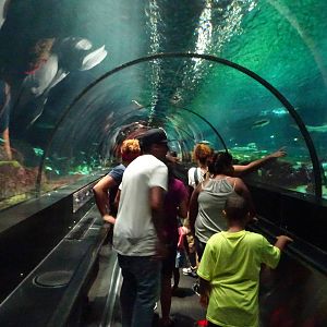 Underwater Tunnel at SeaWorld Orlando