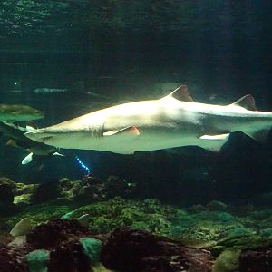 Sand Tiger Shark at SeaWorld Orlando