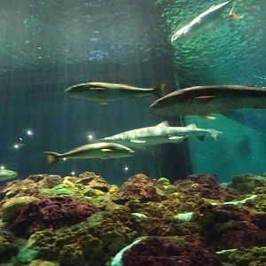 Shark Exhibit at SeaWorld Orlando