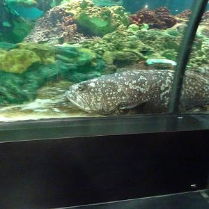 Grouper at SeaWorld Orlando