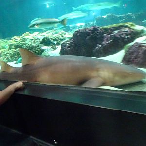 Nurse Shark at SeaWorld Orlando