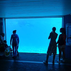 Shamu Underwater Viewing Window at SeaWorld Orlando