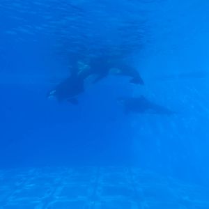 Underwater View of the Killer Whales at SeaWorld Orlando