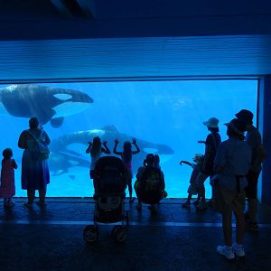Shamu Underwater Viewing Window at SeaWorld Orlando