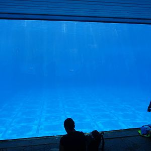 Fast-Rising False Bottom Floor at SeaWorld Orlando