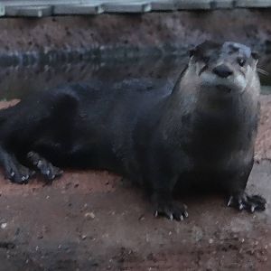 River Otter