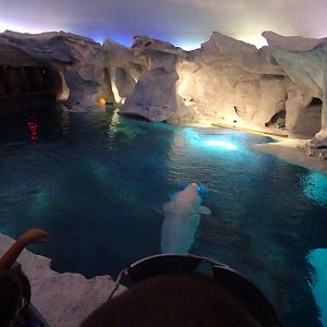 Beluga Whale Exhibit at SeaWorld Orlando