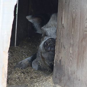 More than an ear, 6th September 2014