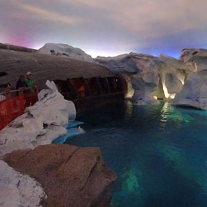 Beluga Whale Exhibit at SeaWorld Orlando