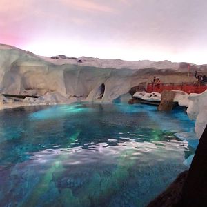 Beluga Whale Exhibit at SeaWorld Orlando