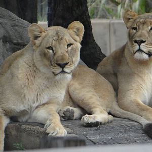 African lions