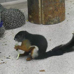 Prevost's squirrel