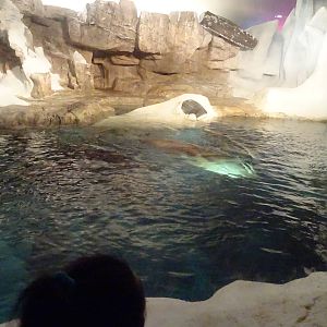 Walrus Exhibit at SeaWorld Orlando