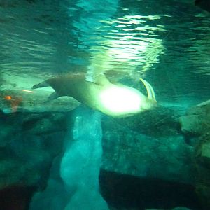 Underwater View of the Walrus Exhibit at SeaWorld Orlando