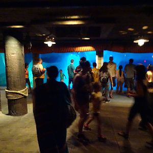 Beluga Whale Underwater Viewing Area at SeaWorld Orlando