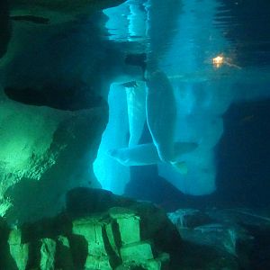 Underwater View of the Beluga Whale Exhibit at SeaWorld Orlando