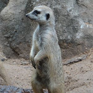 Meerkat