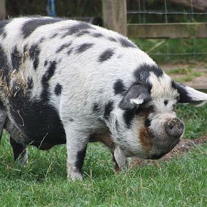 The whole animal emerges, 6th September 2014