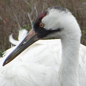 Whooping crane, Port Aransas, Texas
