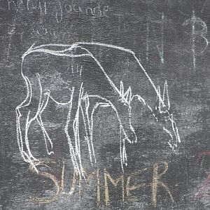 Abstract Alpacas, 6th September 2014