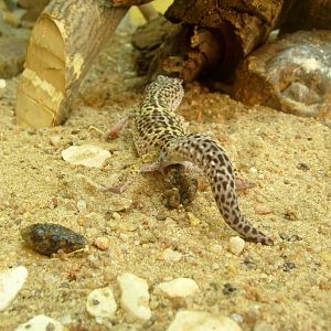Leopard gecko taking a DUMP!