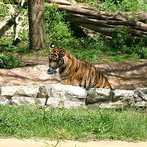 Sumatran tiger with shoe