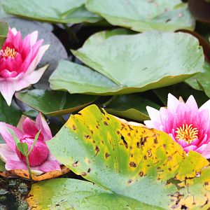 Flowers on the pond, 6th September 2014