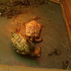 Capsized leopard tortoise